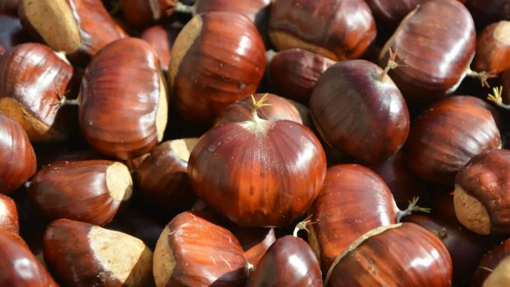 Torna in Campania la storica sagra della castagna: tutte le info