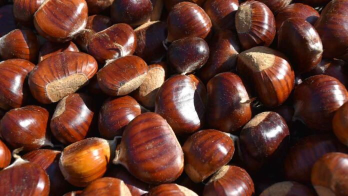 Castagne campane, come conservarle