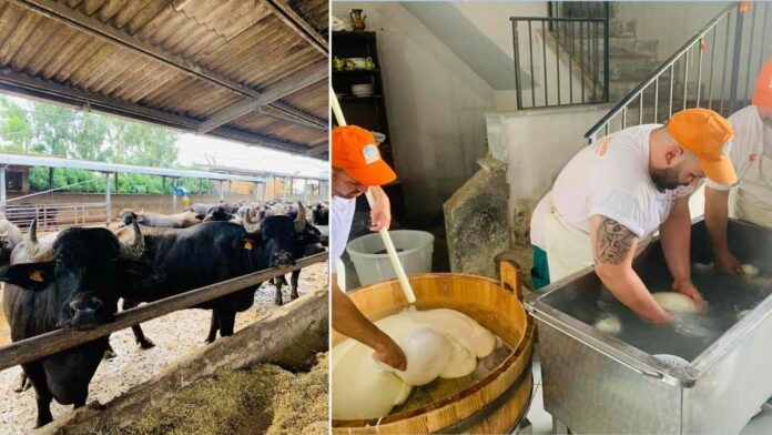 Come si fa la mozzarella di bufala, evento per bambini a Caserta: info
