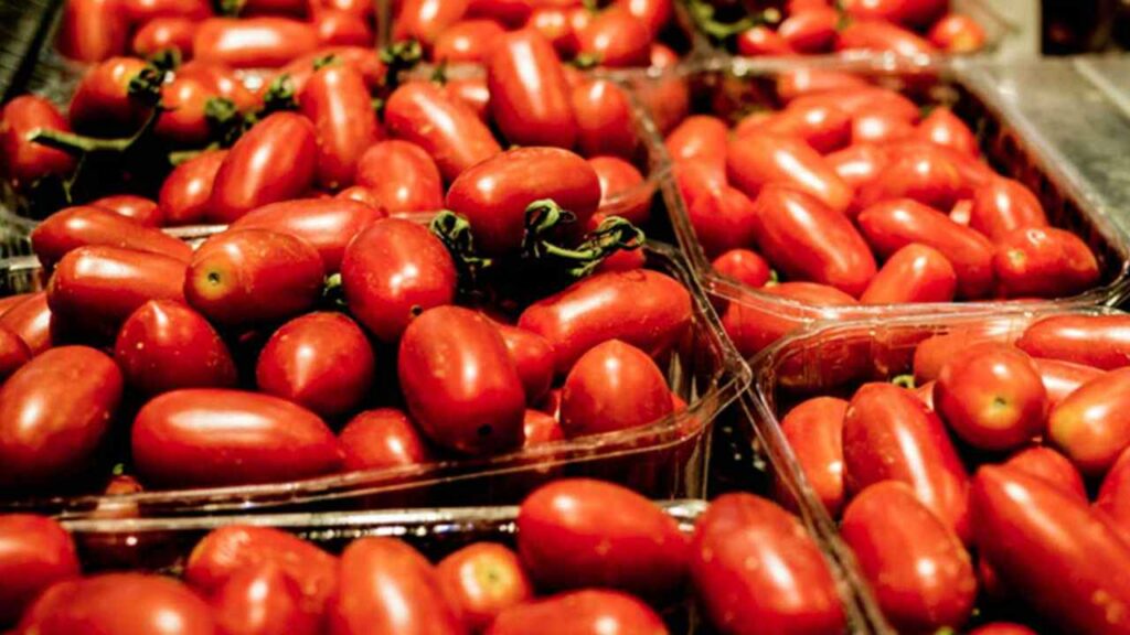 La storia del pomodoro di San Marzano: il seme arriverebbe da lontano