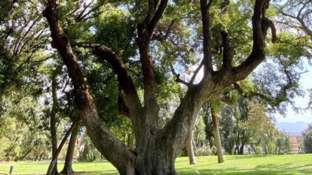 Napoli, al Bosco di Capodimonte un albero di 200 anni