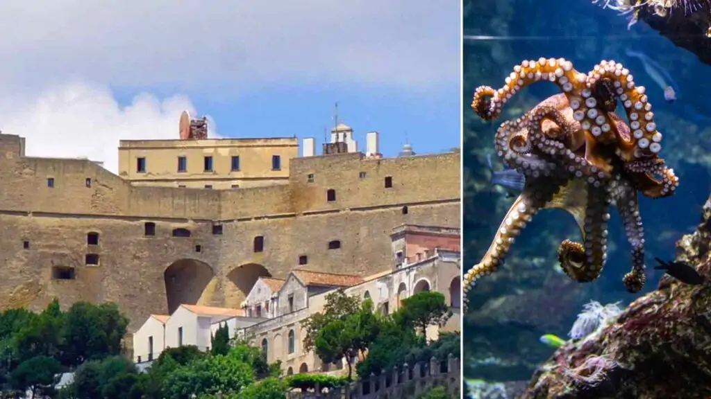 L'antico proverbio napoletano sul polipo e Castel Sant'Elmo