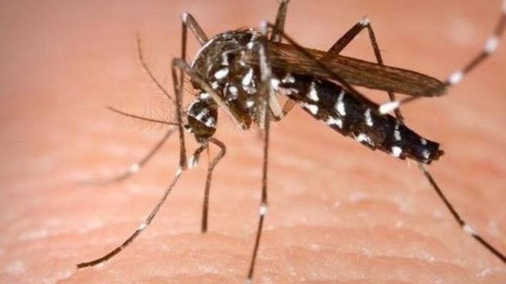 Febbre Dengue, casi a Napoli: allerta a Capodichino