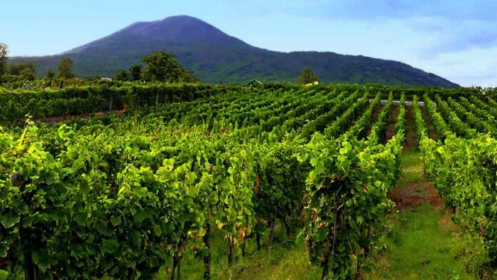 I 10 vini che arrivano dalle pendici del Vesuvio: tutti da assaggiare