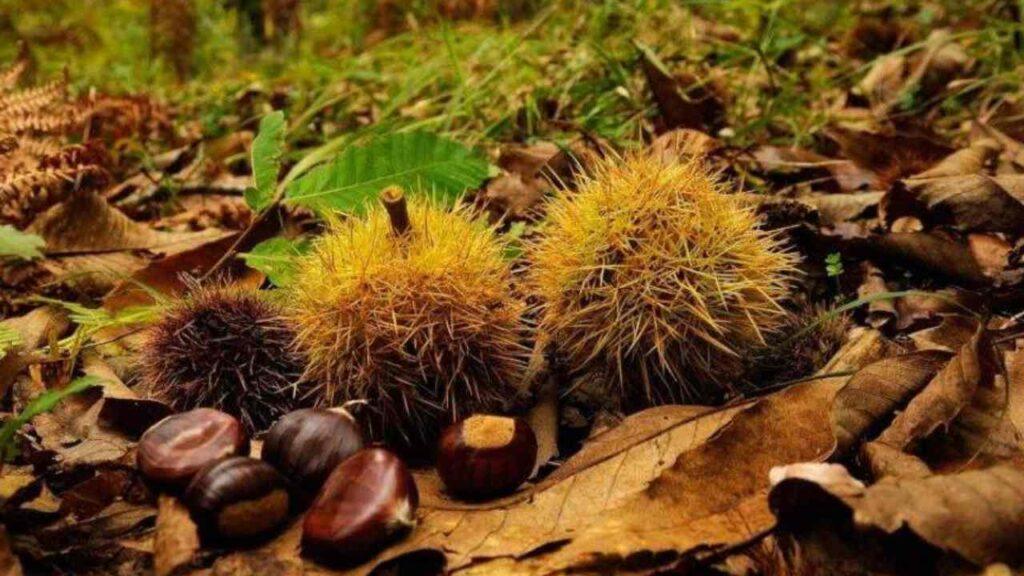 Boschi di castagne in Campania